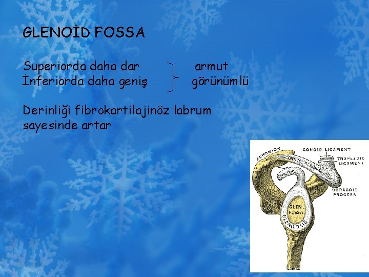 GLENOİD FOSSA Superiorda daha dar İnferiorda daha geniş armut görünümlü Derinliği fibrokartilajinöz labrum sayesinde