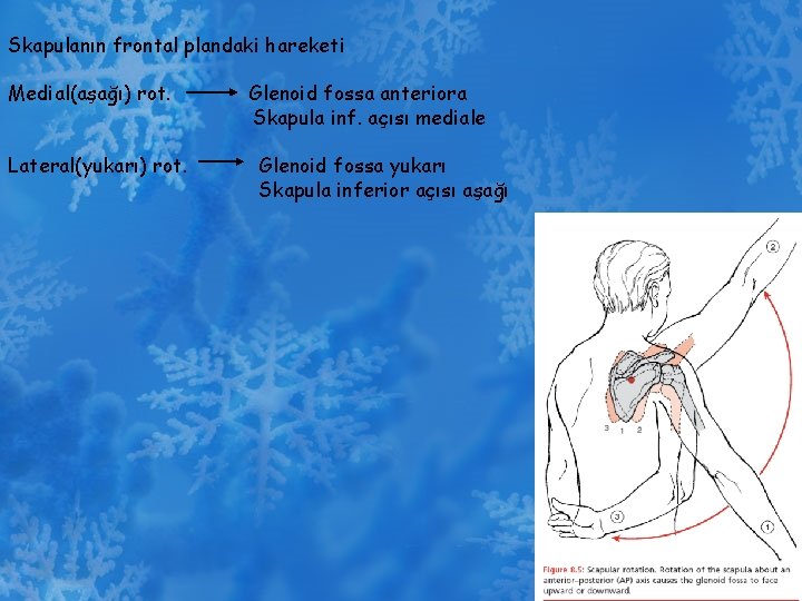 Skapulanın frontal plandaki hareketi Medial(aşağı) rot. Lateral(yukarı) rot. Glenoid fossa anteriora Skapula inf. açısı
