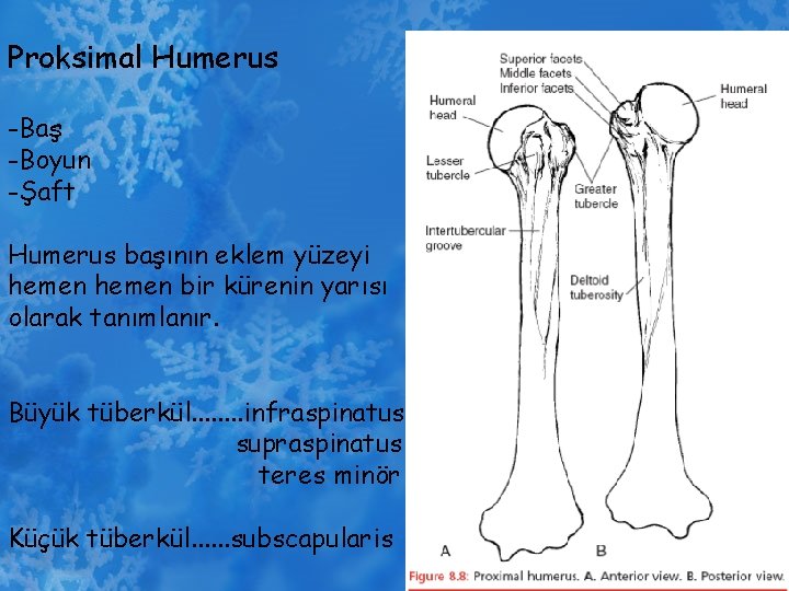 Proksimal Humerus -Baş -Boyun -Şaft Humerus başının eklem yüzeyi hemen bir kürenin yarısı olarak