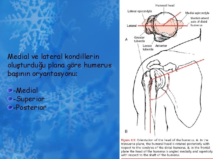 Medial ve lateral kondillerin oluşturduğu plana göre humerus başının oryantasyonu: -Medial -Superior -Posterior 