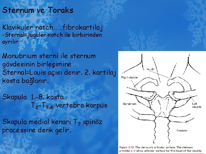 Sternum ve Toraks Klavikuler notch……fibrokartilaj -Sternal=juguler notch ile birbirinden ayrılır. Manubrium sterni ile sternum