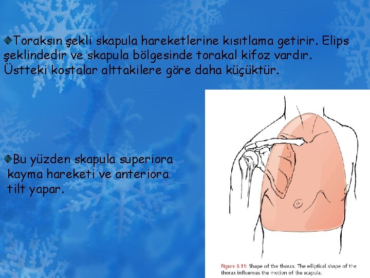 Toraksın şekli skapula hareketlerine kısıtlama getirir. Elips şeklindedir ve skapula bölgesinde torakal kifoz vardır.