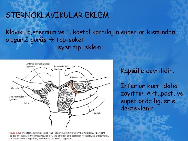 STERNOKLAVİKULAR EKLEM Klavikula, sternum ve 1. kostal kartilajın superior kısmından oluşur. 2 görüş top-soket
