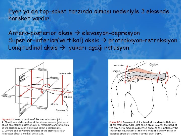 Eyer ya da top-soket tarzında olması nedeniyle 3 eksende hareket vardır. Antero-posterior aksis elevasyon-depresyon