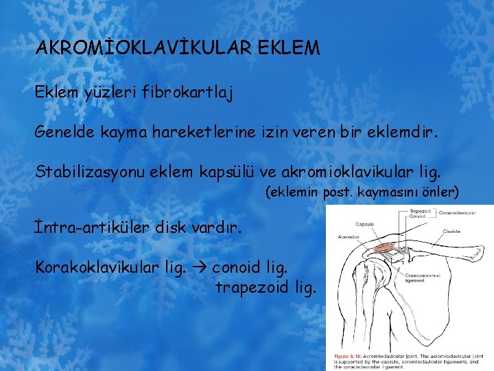 AKROMİOKLAVİKULAR EKLEM Eklem yüzleri fibrokartlaj Genelde kayma hareketlerine izin veren bir eklemdir. Stabilizasyonu eklem