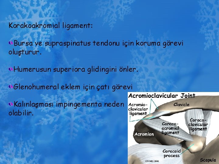 Korakoakromial ligament: Bursa ve supraspinatus tendonu için koruma görevi oluşturur. Humerusun superiora glidingini önler.