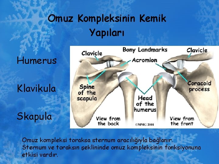 Omuz Kompleksinin Kemik Yapıları Humerus Klavikula Skapula Omuz kompleksi toraksa sternum aracılığıyla bağlanır. Sternum