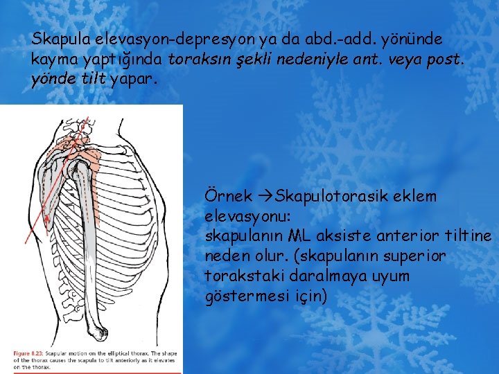 Skapula elevasyon-depresyon ya da abd. -add. yönünde kayma yaptığında toraksın şekli nedeniyle ant. veya