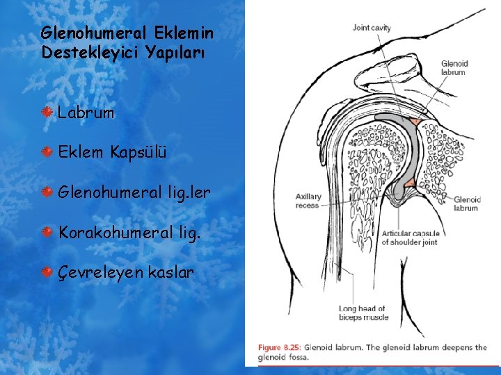 Glenohumeral Eklemin Destekleyici Yapıları Labrum Eklem Kapsülü Glenohumeral lig. ler Korakohumeral lig. Çevreleyen kaslar