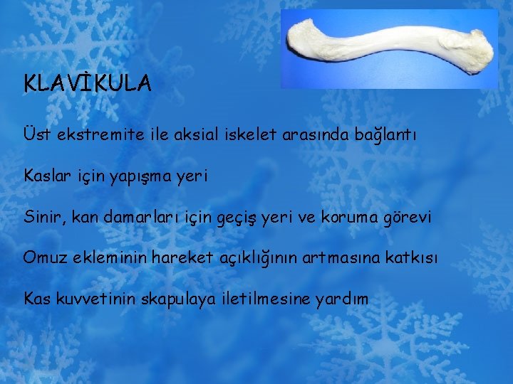 KLAVİKULA Üst ekstremite ile aksial iskelet arasında bağlantı Kaslar için yapışma yeri Sinir, kan