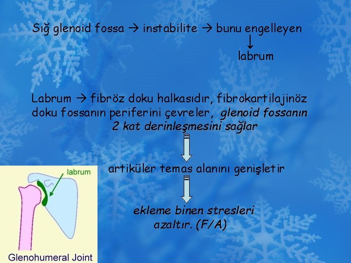 Sığ glenoid fossa instabilite bunu engelleyen labrum Labrum fibröz doku halkasıdır, fibrokartilajinöz doku fossanın
