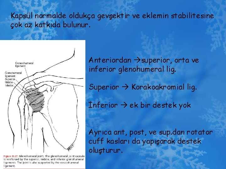 Kapsül normalde oldukça gevşektir ve eklemin stabilitesine çok az katkıda bulunur. Anteriordan superior, orta