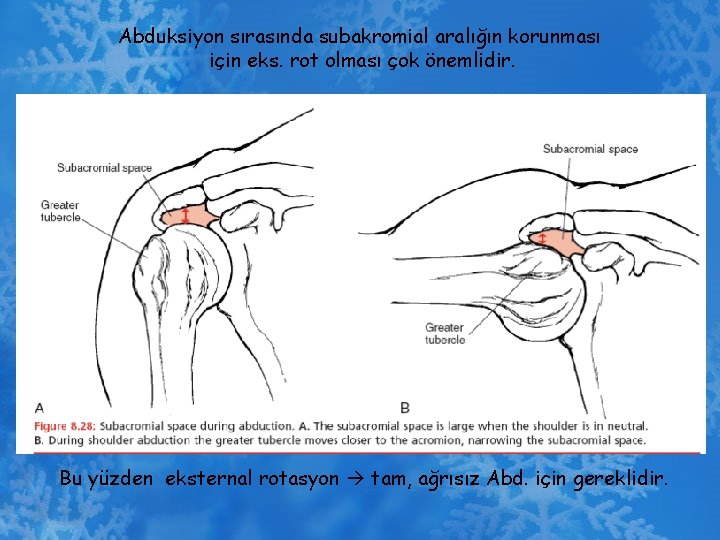 Abduksiyon sırasında subakromial aralığın korunması için eks. rot olması çok önemlidir. Bu yüzden eksternal
