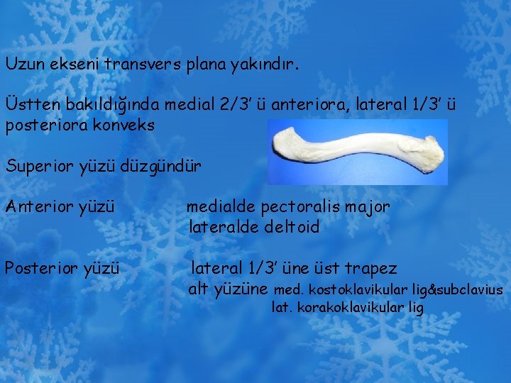 Uzun ekseni transvers plana yakındır. Üstten bakıldığında medial 2/3’ ü anteriora, lateral 1/3’ ü