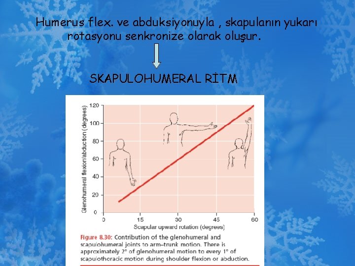 Humerus flex. ve abduksiyonuyla , skapulanın yukarı rotasyonu senkronize olarak oluşur. SKAPULOHUMERAL RİTM 