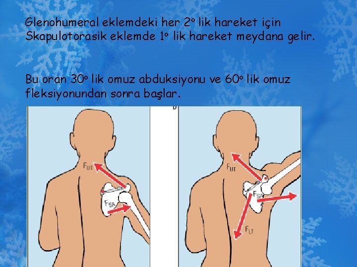 Glenohumeral eklemdeki her 2 o lik hareket için Skapulotorasik eklemde 1 o lik hareket