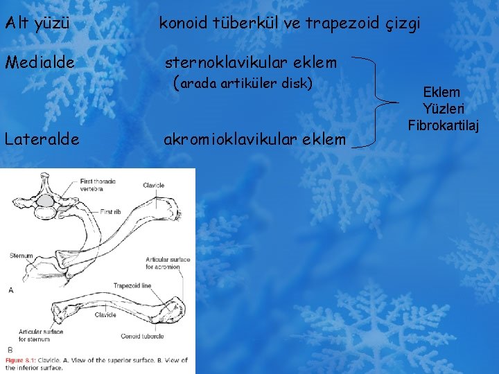 Alt yüzü Medialde Lateralde konoid tüberkül ve trapezoid çizgi sternoklavikular eklem (arada artiküler disk)