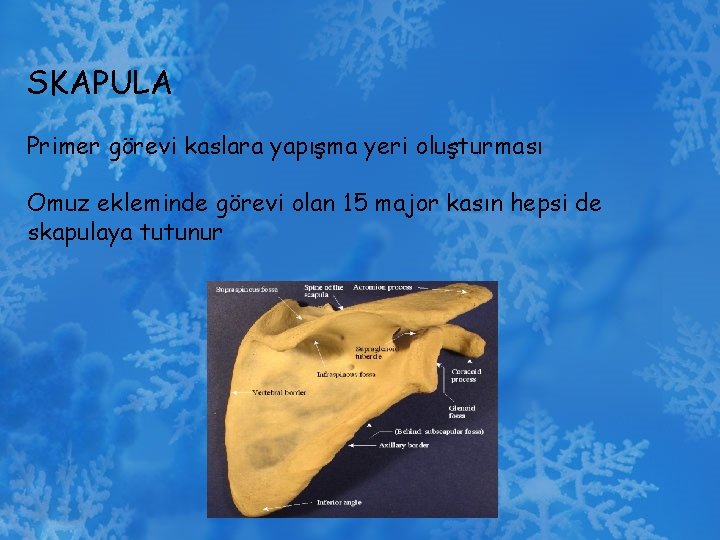 SKAPULA Primer görevi kaslara yapışma yeri oluşturması Omuz ekleminde görevi olan 15 major kasın