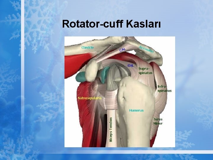 Rotator-cuff Kasları 