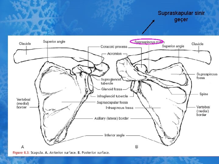 Supraskapular sinir geçer 