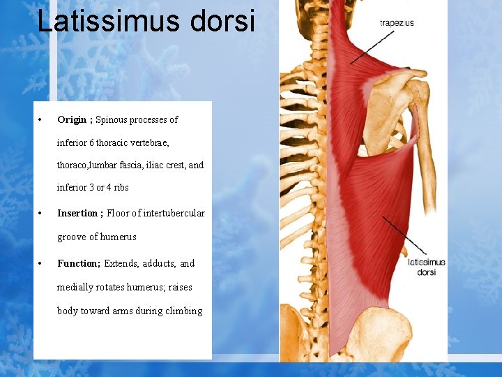 Latissimus dorsi • Origin ; Spinous processes of inferior 6 thoracic vertebrae, thoraco, lumbar
