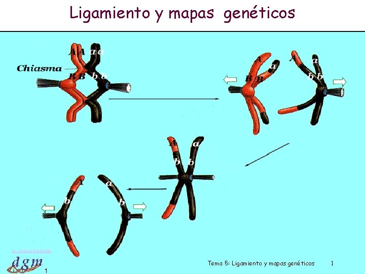 Ligamiento y mapas genéticos Dr. Antonio Barbadilla 1 Tema 5: Ligamiento y mapas genéticos