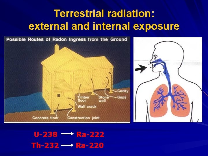 Terrestrial radiation: external and internal exposure U-238 Ra-222 Th-232 Ra-220 