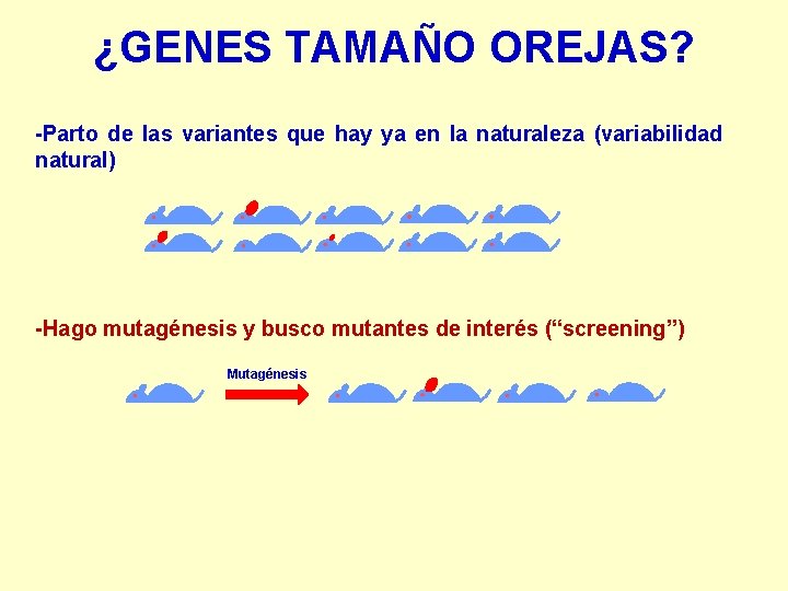 ¿GENES TAMAÑO OREJAS? -Parto de las variantes que hay ya en la naturaleza (variabilidad