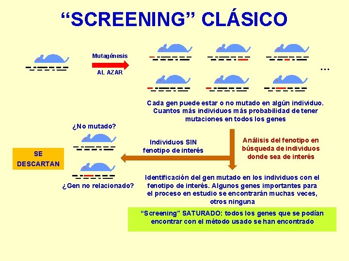 “SCREENING” CLÁSICO Mutagénesis … AL AZAR ¿No mutado? Cada gen puede estar o no