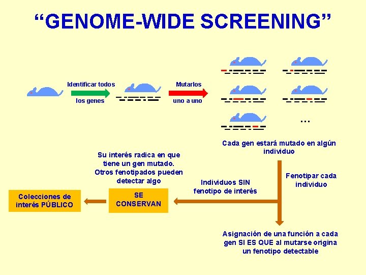 “GENOME-WIDE SCREENING” Identificar todos Mutarlos genes uno a uno … Su interés radica en