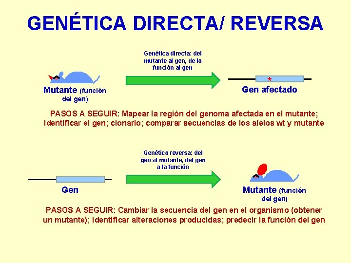 GENÉTICA DIRECTA/ REVERSA Genética directa: del mutante al gen, de la función al gen