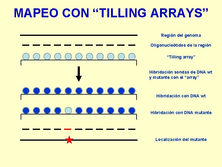 MAPEO CON “TILLING ARRAYS” Región del genoma Oligonucleótidos de la región “Tilling array” Hibridación