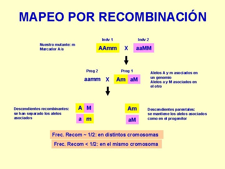 MAPEO POR RECOMBINACIÓN Indv 1 Nuestro mutante: m Marcador A/a AAmm Prog 2 aamm