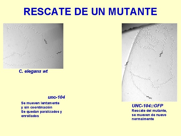 RESCATE DE UN MUTANTE C. elegans wt unc-104 Se mueven lentamente y sin coordinación