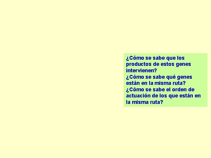 ¿Cómo se sabe que los productos de estos genes intervienen? ¿Cómo se sabe qué