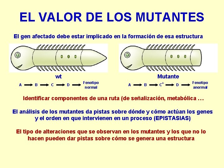 EL VALOR DE LOS MUTANTES El gen afectado debe estar implicado en la formación