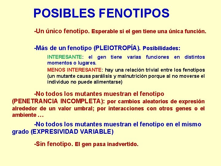 POSIBLES FENOTIPOS -Un único fenotipo. Esperable si el gen tiene una única función. -Más