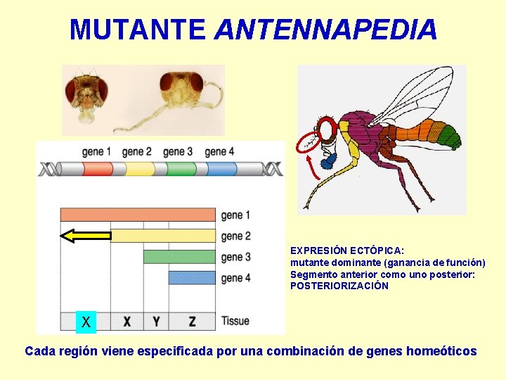 MUTANTENNAPEDIA EXPRESIÓN ECTÓPICA: mutante dominante (ganancia de función) Segmento anterior como uno posterior: POSTERIORIZACIÓN