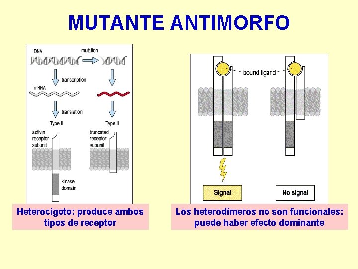 MUTANTE ANTIMORFO Heterocigoto: produce ambos tipos de receptor Los heterodímeros no son funcionales: puede