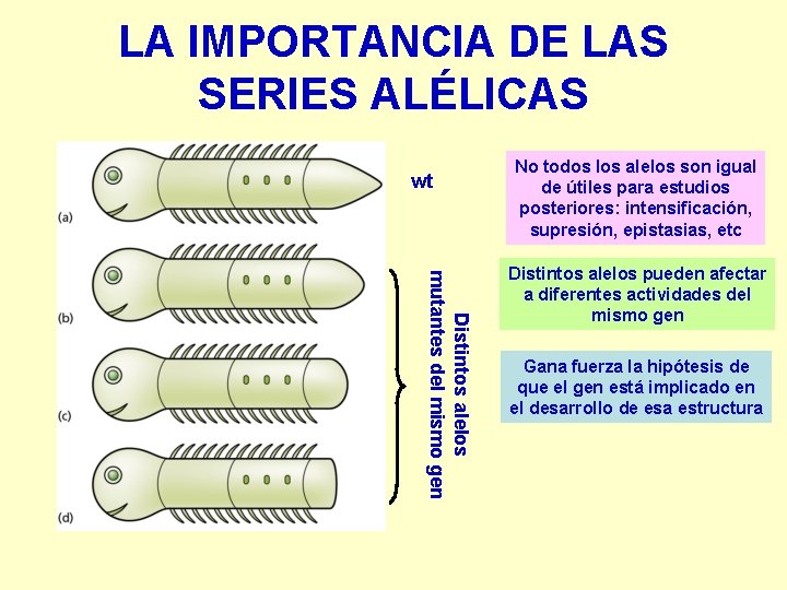 LA IMPORTANCIA DE LAS SERIES ALÉLICAS wt No todos los alelos son igual de