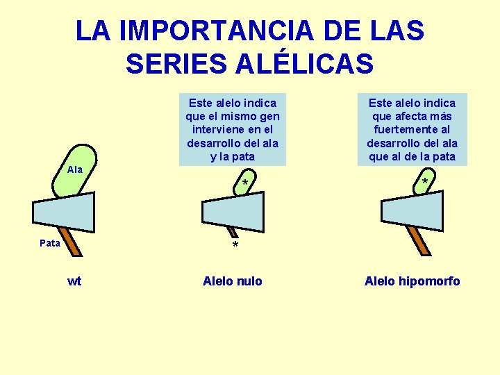 LA IMPORTANCIA DE LAS SERIES ALÉLICAS Este alelo indica que el mismo gen interviene