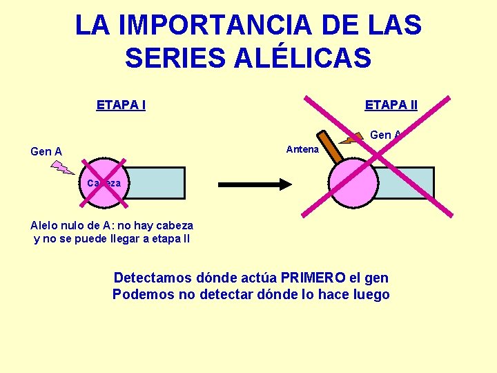 LA IMPORTANCIA DE LAS SERIES ALÉLICAS ETAPA II Gen A Antena Gen A Cabeza