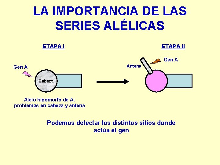 LA IMPORTANCIA DE LAS SERIES ALÉLICAS ETAPA II Gen A Antena Gen A Cabeza