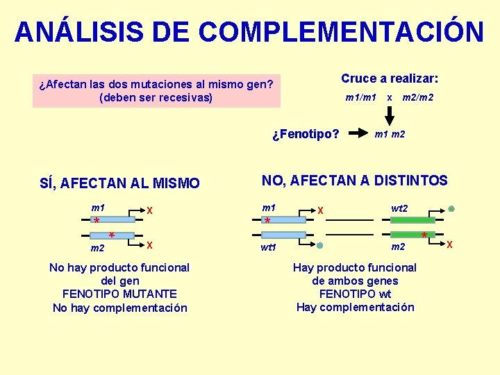 ANÁLISIS DE COMPLEMENTACIÓN Cruce a realizar: ¿Afectan las dos mutaciones al mismo gen? (deben