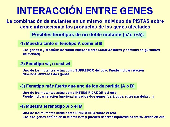 INTERACCIÓN ENTRE GENES La combinación de mutantes en un mismo individuo da PISTAS sobre