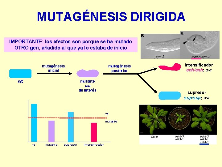 MUTAGÉNESIS DIRIGIDA IMPORTANTE: los efectos son porque se ha mutado OTRO gen, añadido al