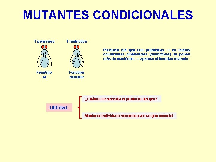 MUTANTES CONDICIONALES T permisiva T restrictiva Producto del gen con problemas → en ciertas