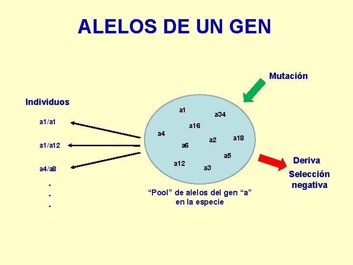 ALELOS DE UN GEN Mutación Individuos a 1/a 1 a 34 a 16 a