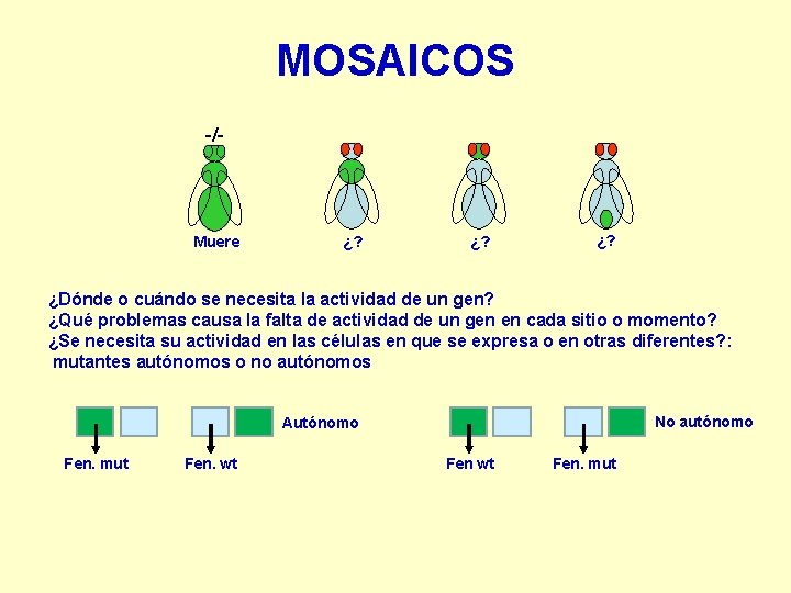 MOSAICOS -/- Muere ¿? ¿? ¿Dónde o cuándo se necesita la actividad de un