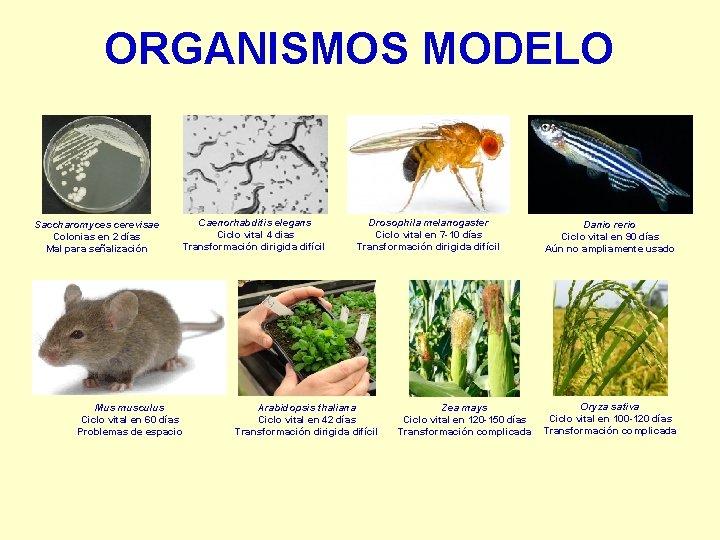 ORGANISMOS MODELO Saccharomyces cerevisae Colonias en 2 días Mal para señalización Caenorhabditis elegans Ciclo